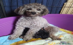 Barboncino Toy cani in vendita: Barboncino Nero Pedigree Enci  - Immagine 4