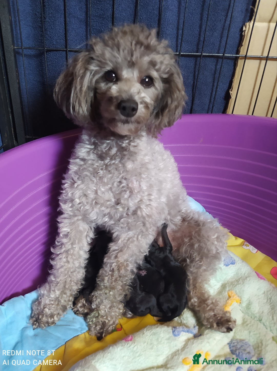 Barboncino Toy cani in vendita: Barboncino Nero Pedigree Enci  - Immagine 4