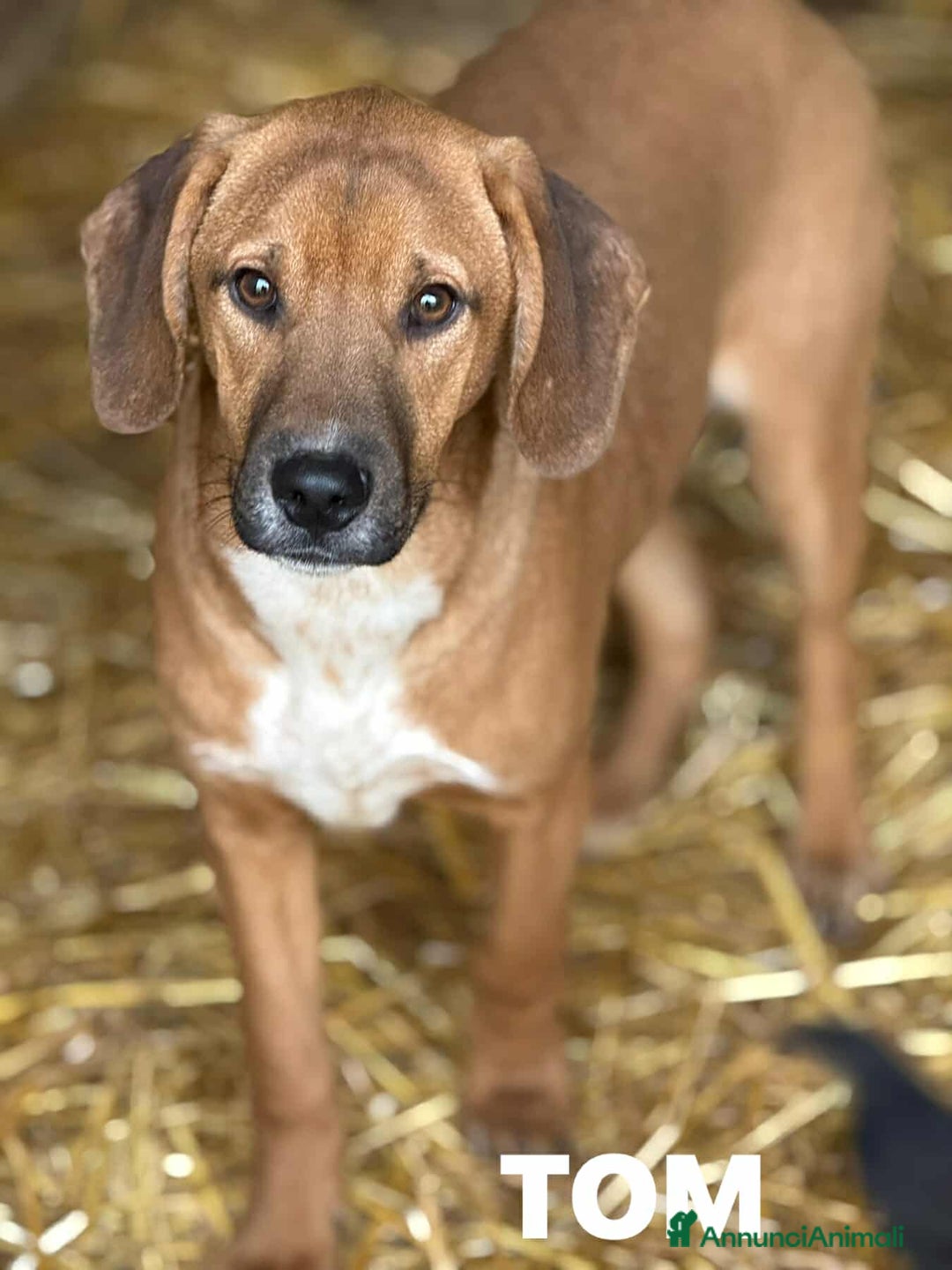 Meticcio cani in regalo: TOM & TINO, buffissimi cuccioli orecchie lunghe! - Annuncio 5