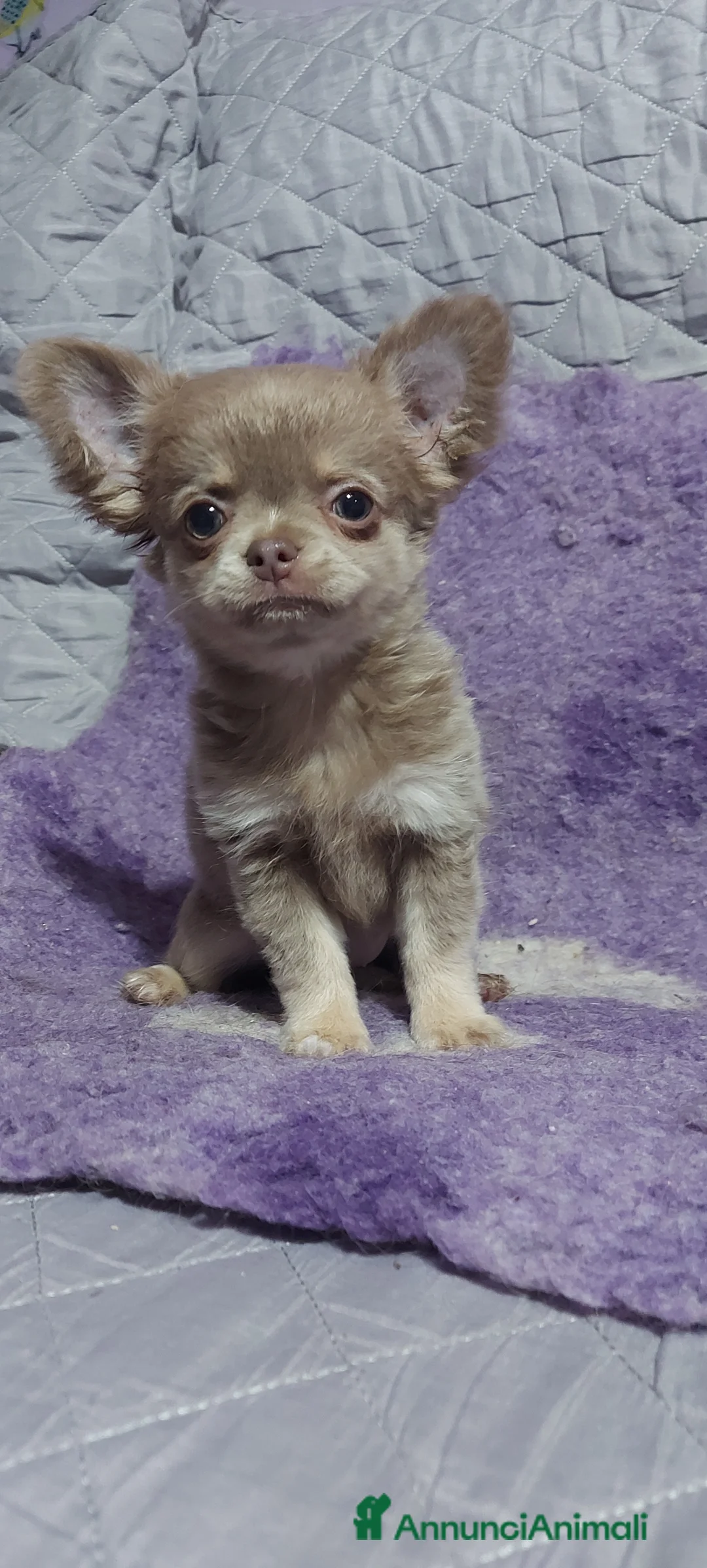 Immagine della galleria {{count}}