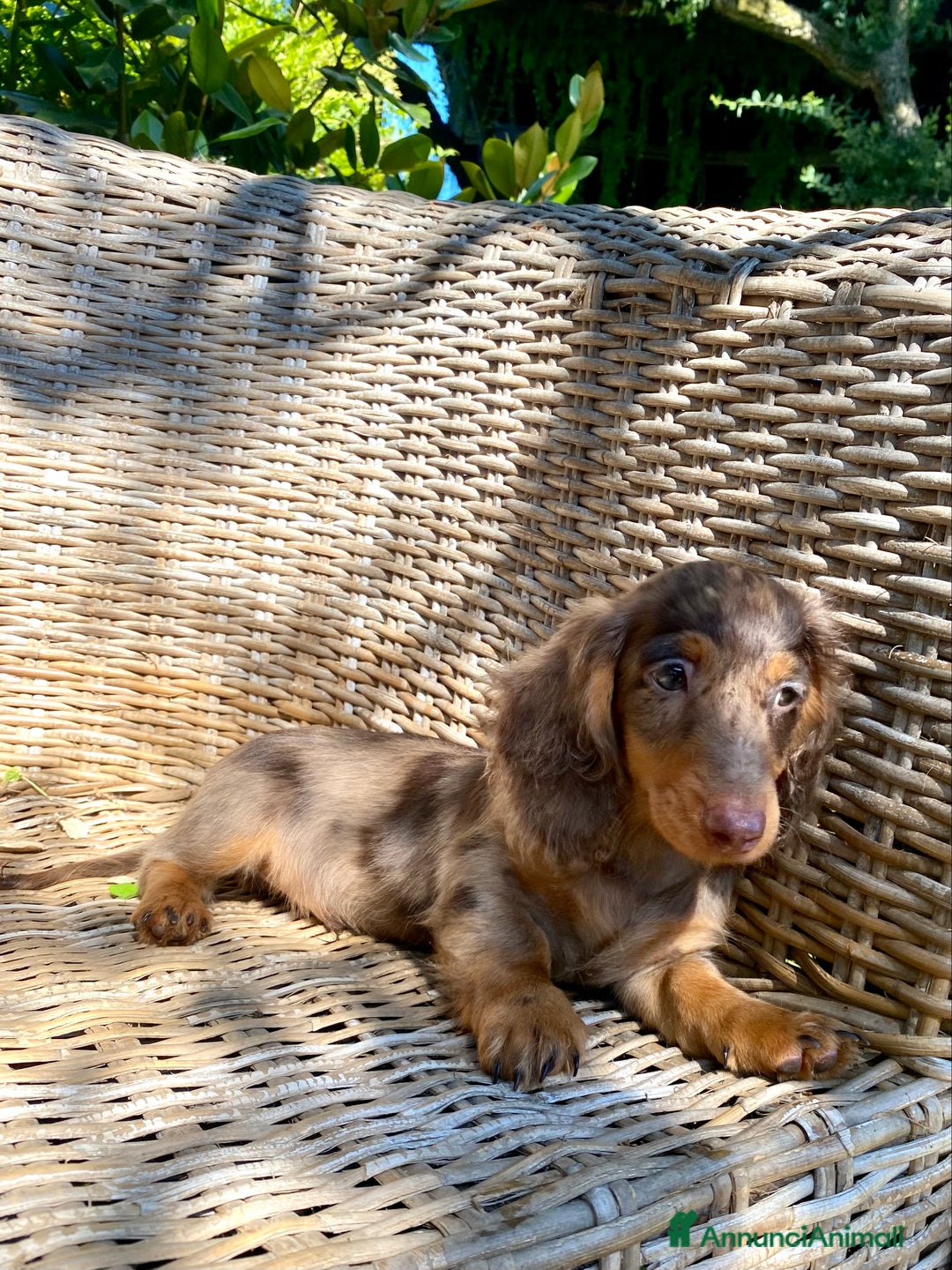Bassotto cani in vendita: 🌟Splendidi cuccioli di bassotto a pelo lungo🌟 a Città metropolitana di Milano - Immagine 14