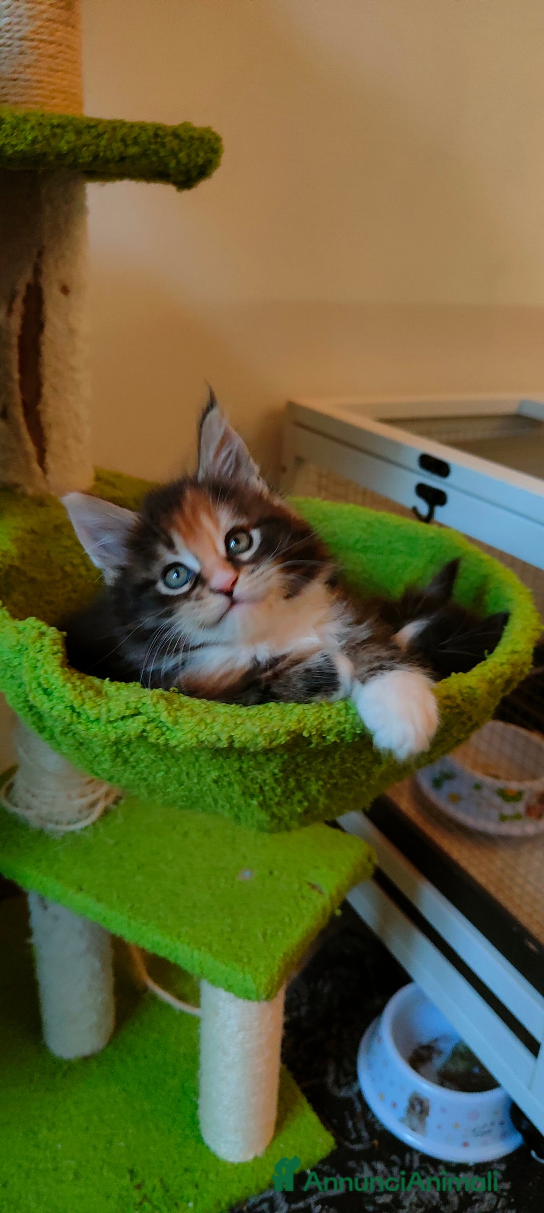 Maine Coon gatti in vendita: piccoli giganti Cattery - Annuncio 16