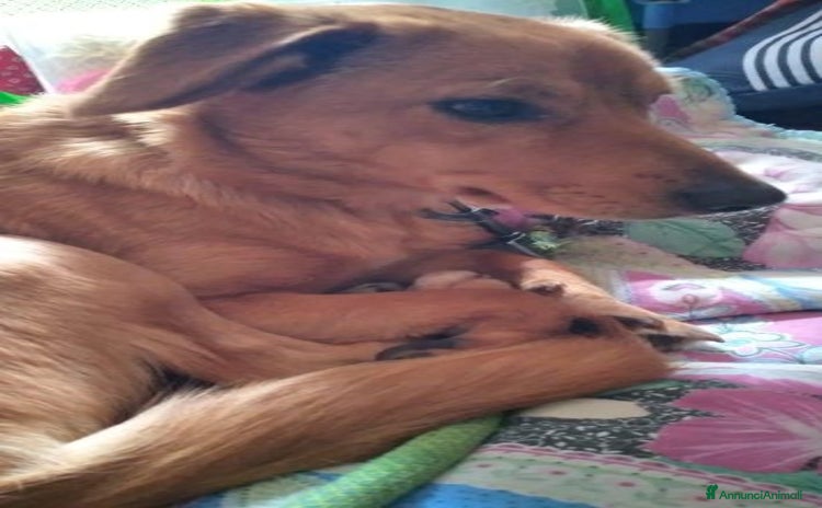 Meticcio cani a Città Metropolitana di Firenze - Annuncio 16