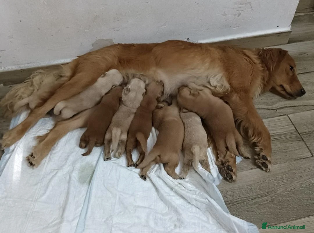 Golden Retriever cani in vendita: Golden retriever americano  - Annuncio 8