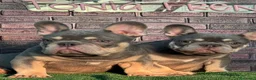 Bulldog Francese cani in vendita: Bulldog francese  a Città Metropolitana di Napoli - Annuncio 8