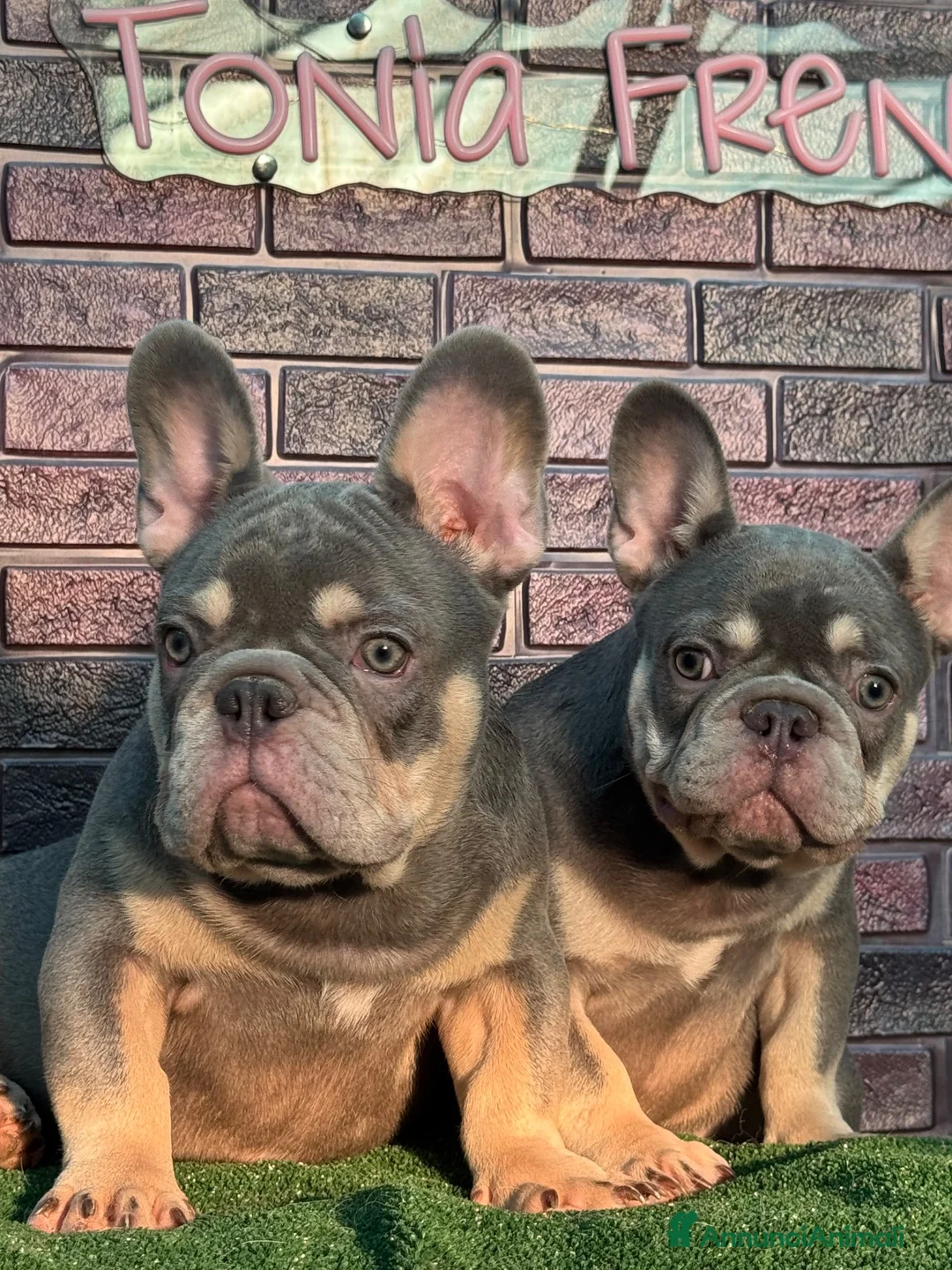 Bulldog Francese cani in vendita: Bulldog francese  a Città Metropolitana di Napoli - Annuncio 8