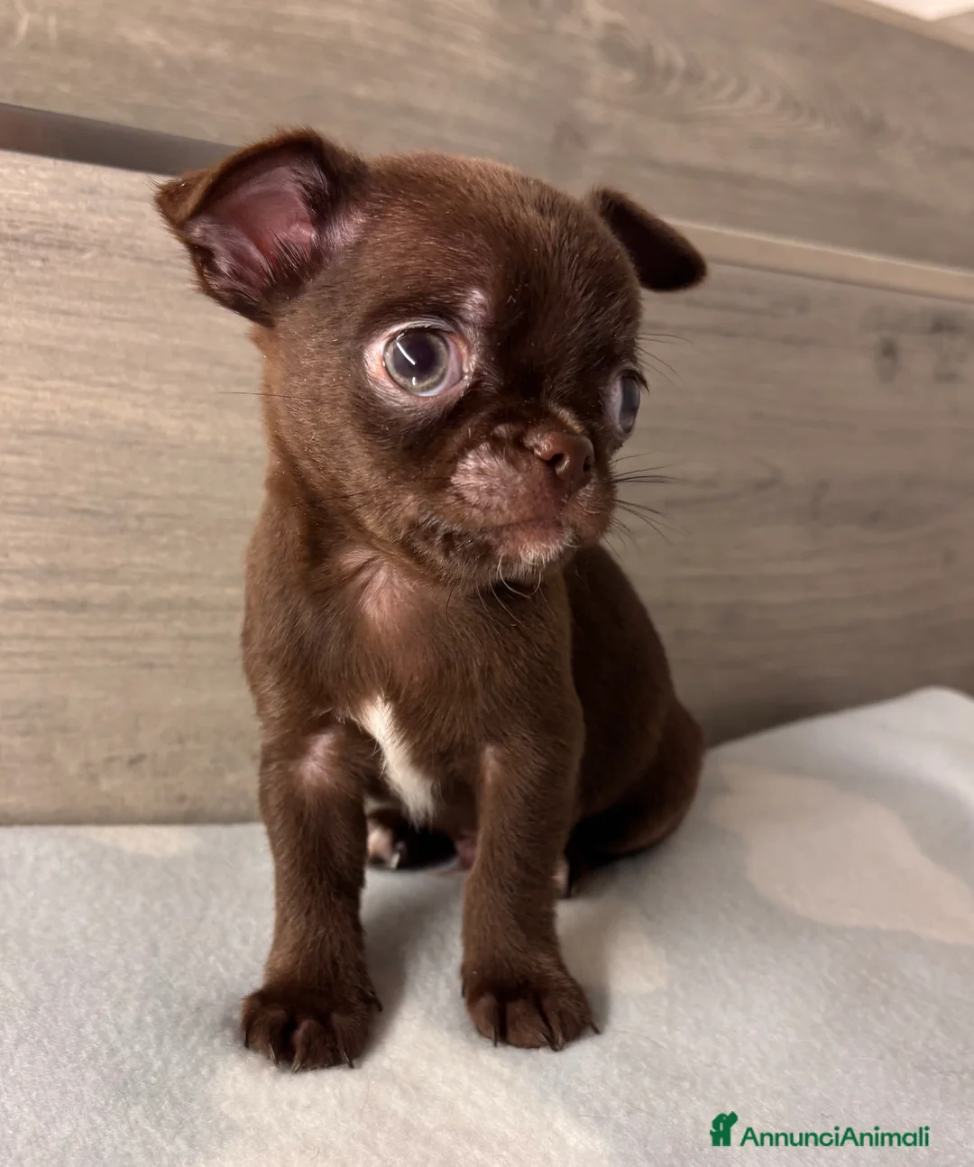 Chihuahua cani in vendita: Cuccioli di chihuahua - Annuncio 7