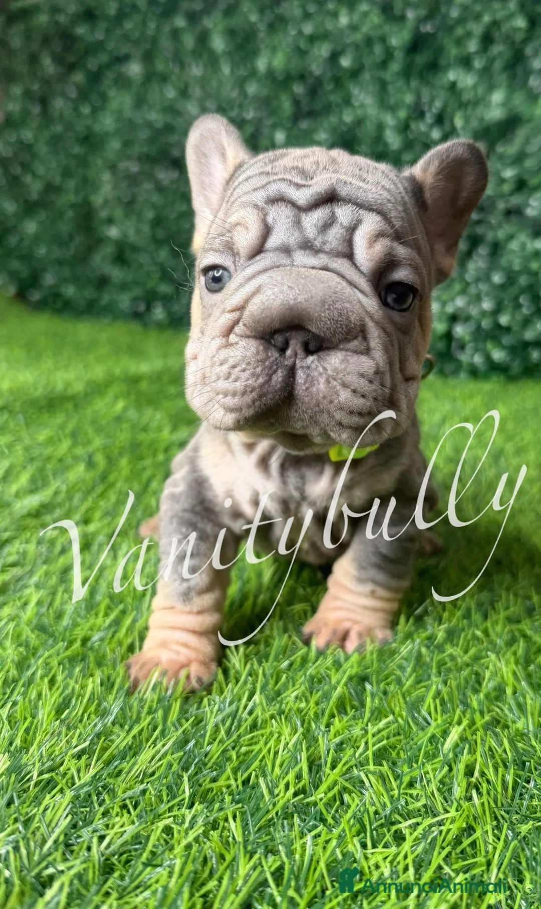 Bulldog Francese cani in vendita: Bulldog francese (fluffy, carrierfluffy, bigrope)  - Annuncio 1