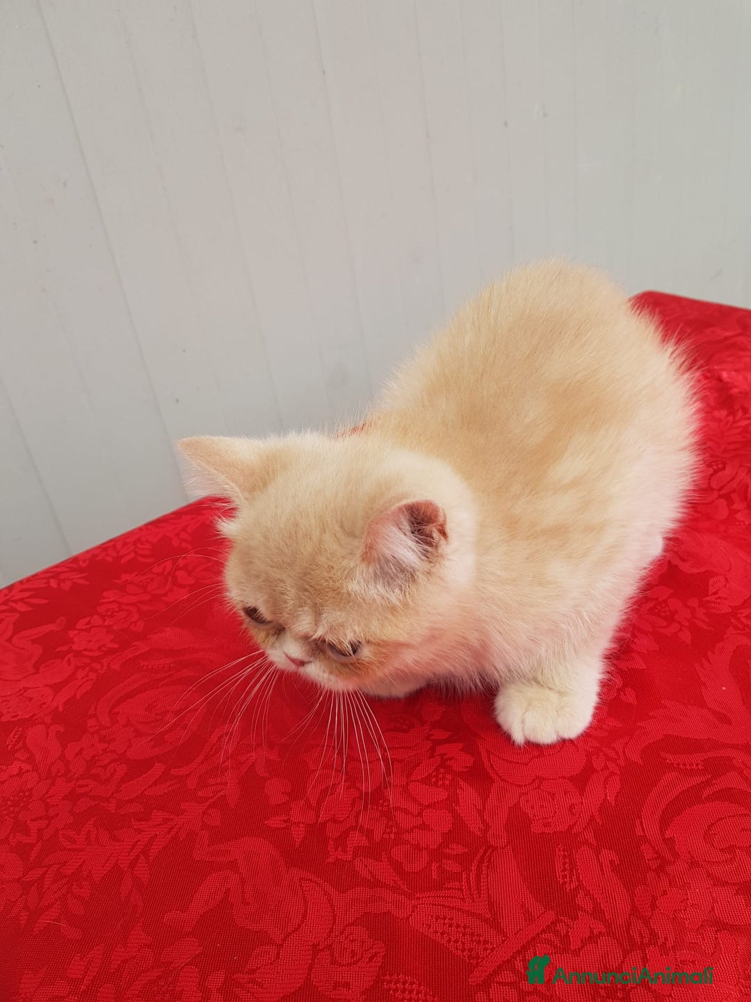 Exotic Shorthair gatti in vendita: Exotic Shorthair  a Città metropolitana di Roma Capitale - Immagine 5