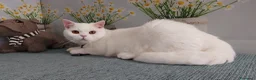 British gatti in vendita: British Shorthair bianco  - Annuncio 4