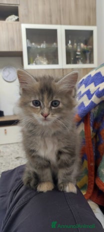 Norvegese gatti a Città metropolitana di Roma Capitale - Annuncio 4