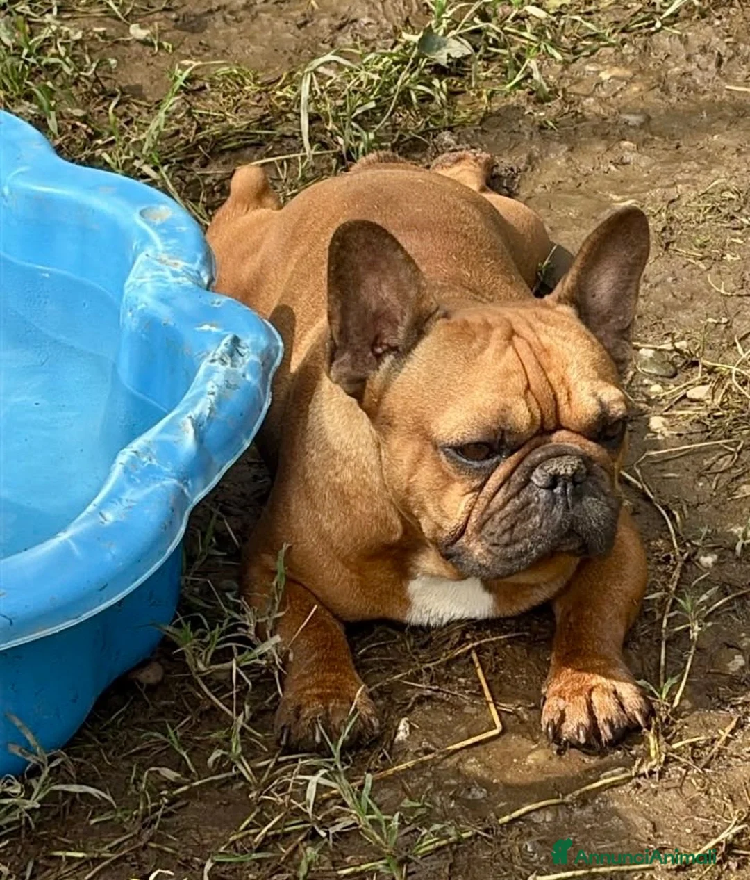 Bulldog Francese cani in vendita: Bulldog francese con Pedigree Enci  - Annuncio 2