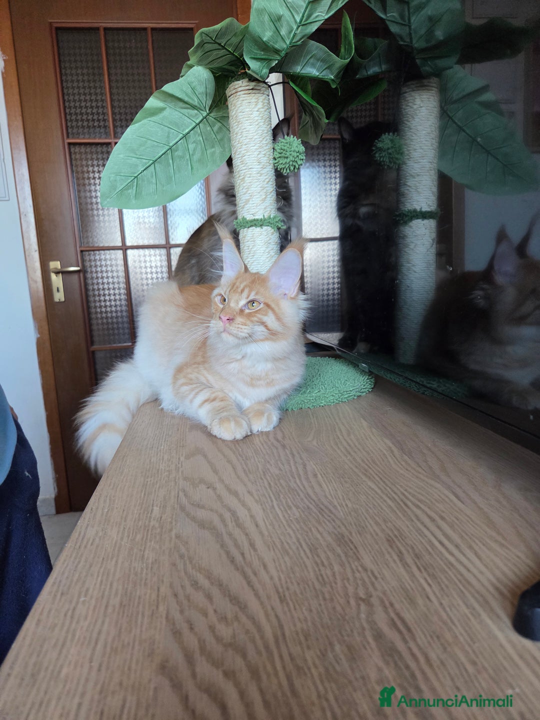 Maine Coon gatti in vendita: Maine Coon - 2 maschie e 1 femmina - Annuncio 21