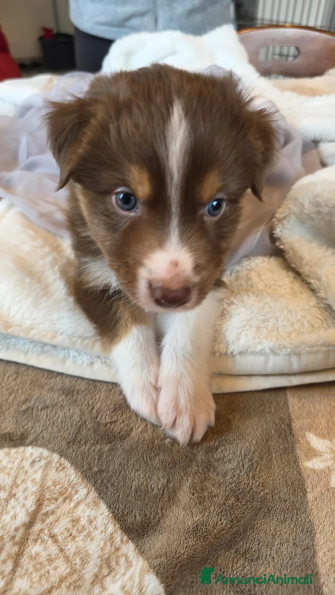 Australian Shepherd cani in vendita: Cuccioli Australian Shepherd - Annuncio 2