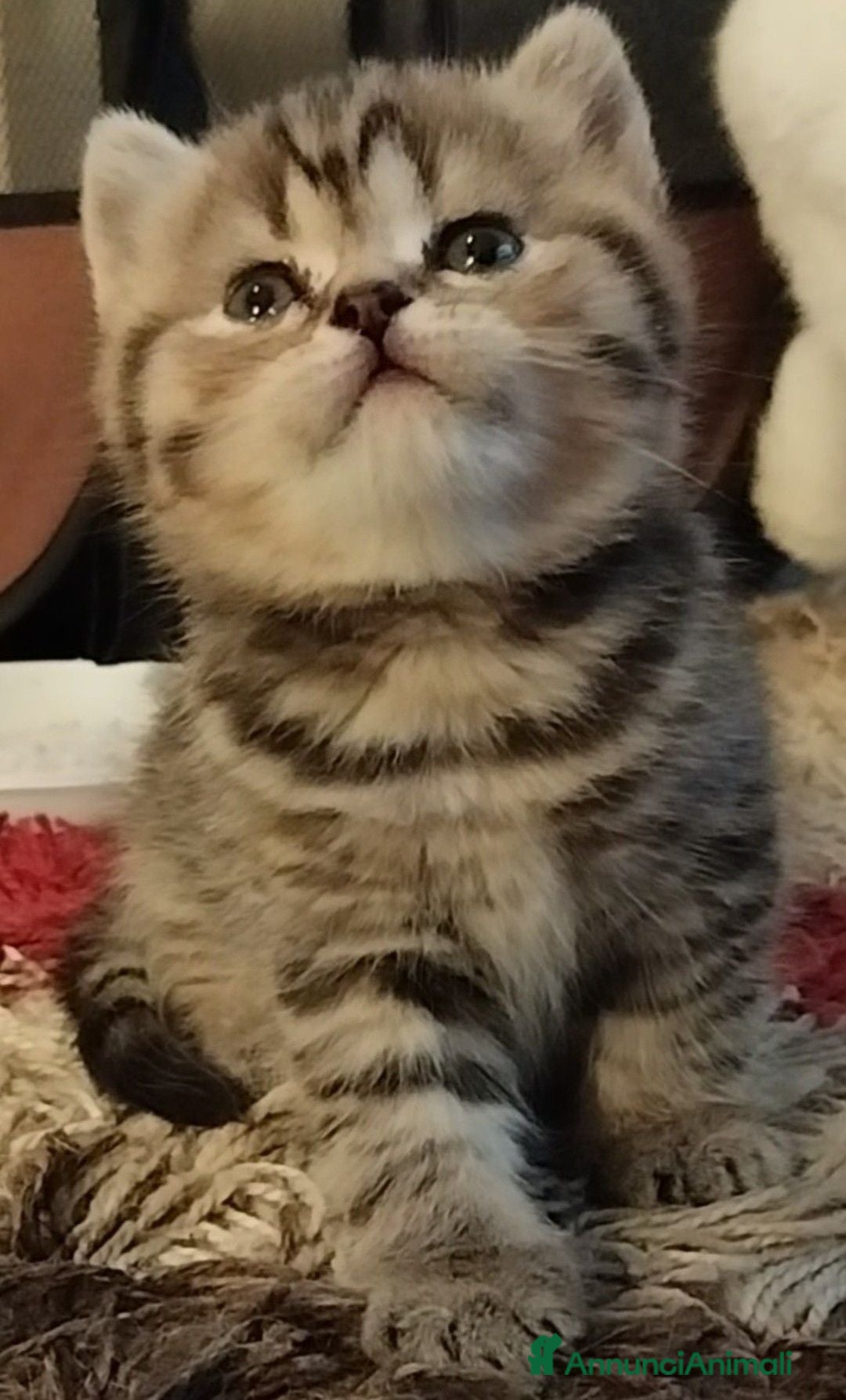 Scottish gatti Gattini scottish fold e straight  - Annuncio 3