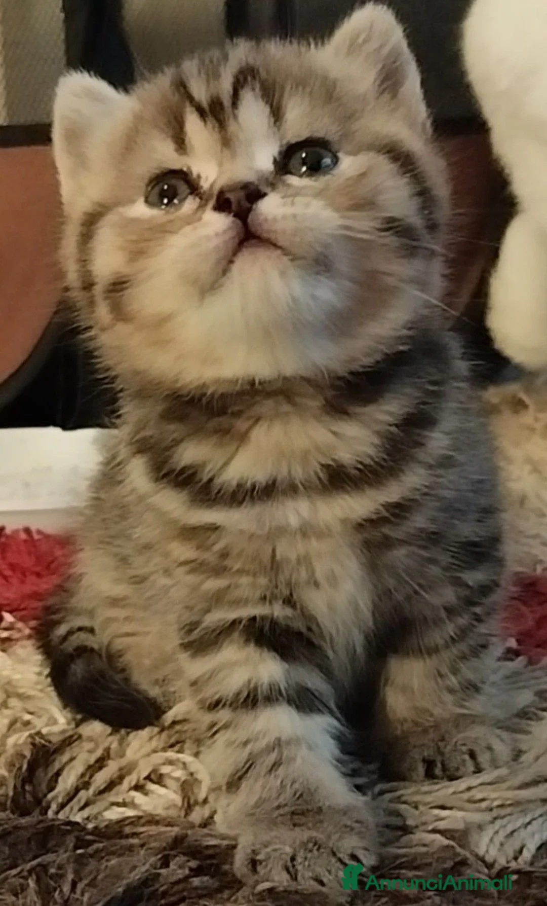 Scottish gatti in vendita: Gattini scottish fold e straight  - Annuncio 1