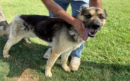 Pastore Tedesco cani in regalo: David Bowie strepitoso pastore tedesco a Provincia di Latina - Immagine 4