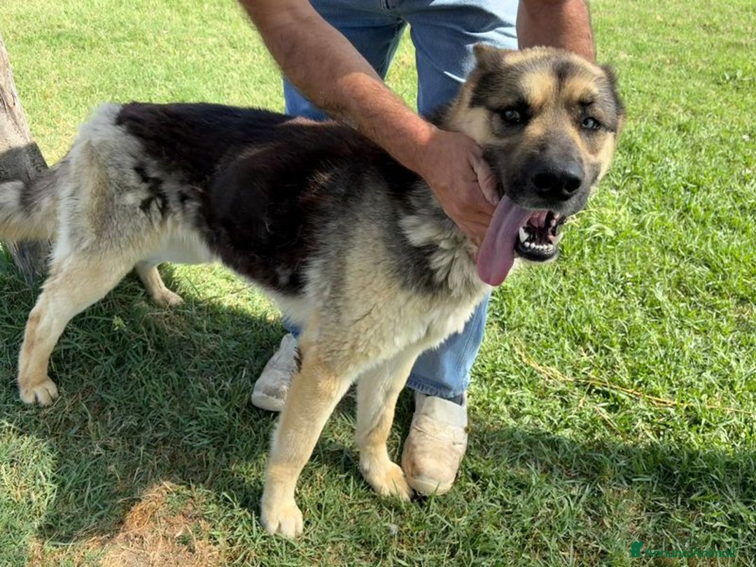 Pastore Tedesco cani in regalo: David Bowie strepitoso pastore tedesco a Provincia di Latina - Immagine 4