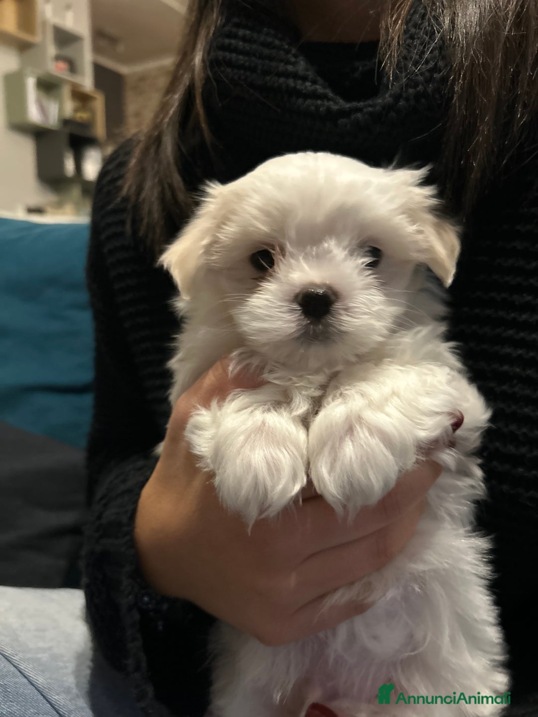Maltese cani in vendita: Cuccioli Maltesi: Piccoli Tesori in Cerca di Casa - Annuncio 3