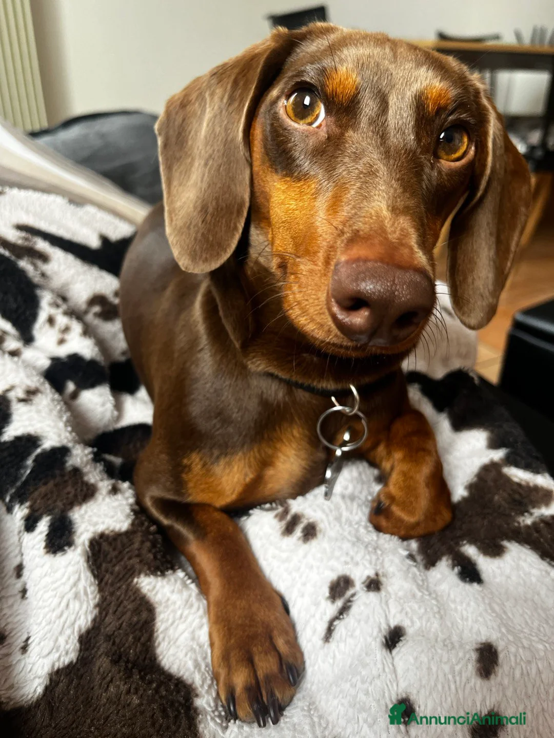 Bassotto cani per accoppiamento: Lui cerca lei a Provincia di Treviso - Annuncio 5