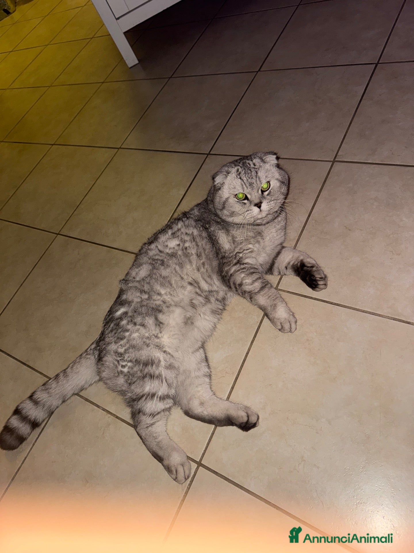 Scottish gatti scottish fold per accoppiamento  - Annuncio 16