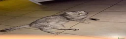 Scottish gatti per accoppiamento: scottish fold per accoppiamento  a Città metropolitana di Milano - Annuncio 1