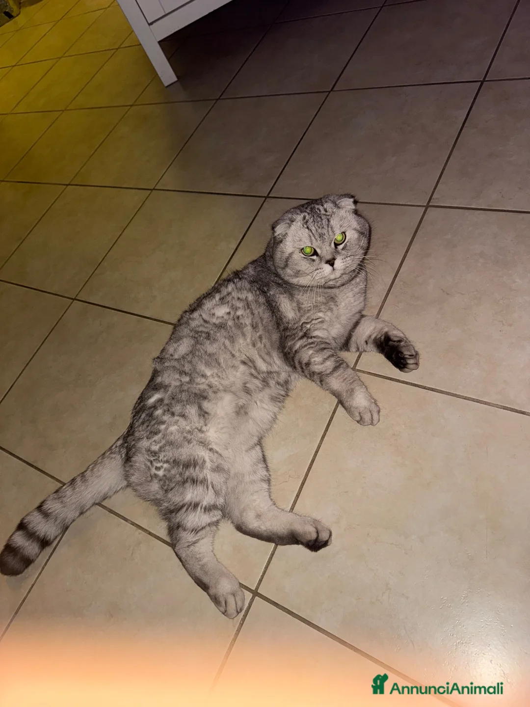 Scottish gatti per accoppiamento: scottish fold per accoppiamento  a Città metropolitana di Milano - Annuncio 1