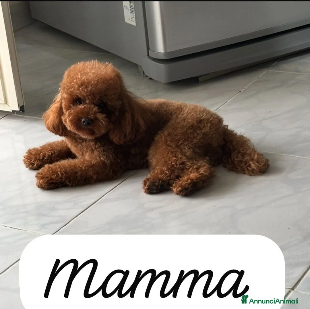 Barboncino Toy cani in vendita: Cuccioli di Barboncino Toy con genitori visibili  - Annuncio 3