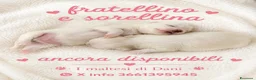 Maltese cani in vendita: Piccoli maltesi cercano la loro famiglia - Annuncio 3