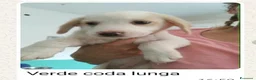 Meticcio cani in regalo: 7 cuccioli bellissimi e dolcissimi  - Annuncio 5