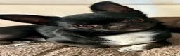 Chihuahua cani per accoppiamento: Chihuahua nero nano - Annuncio 3