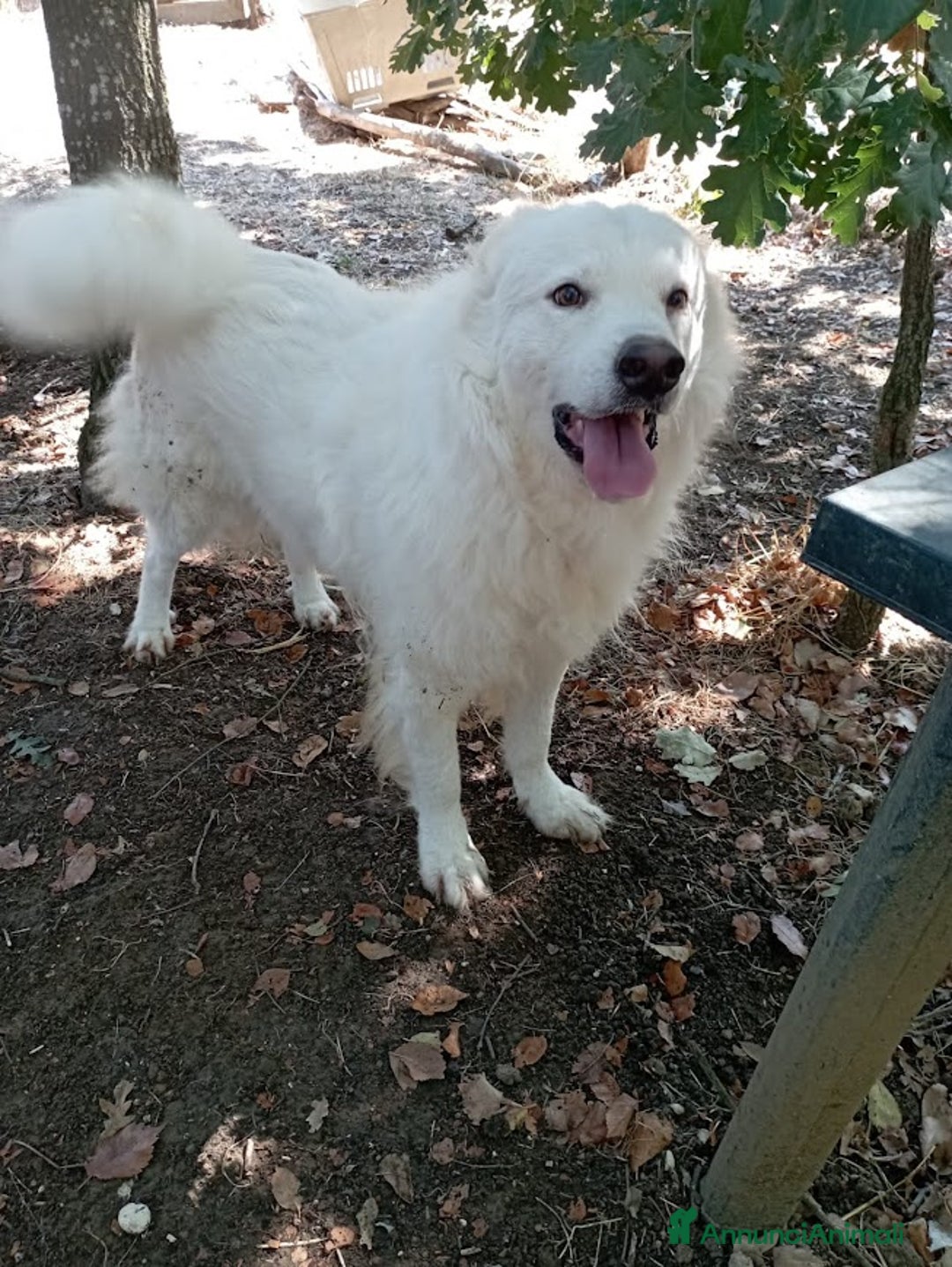 Pastore Svizzero cani in regalo: BUONISSIMO SIMIL PASTORE SVIZZERO 3 ANNI - Annuncio 4