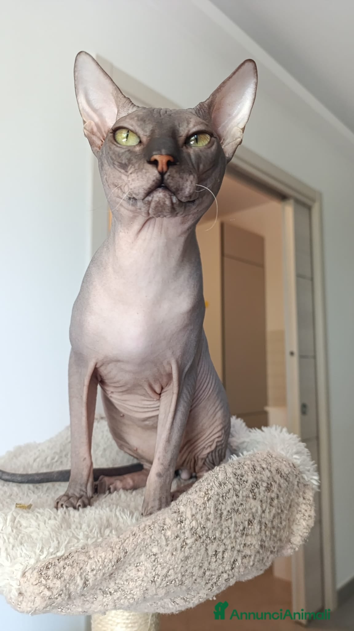 Sphynx gatti Maschio. Da accoppiamento.  - Annuncio 1
