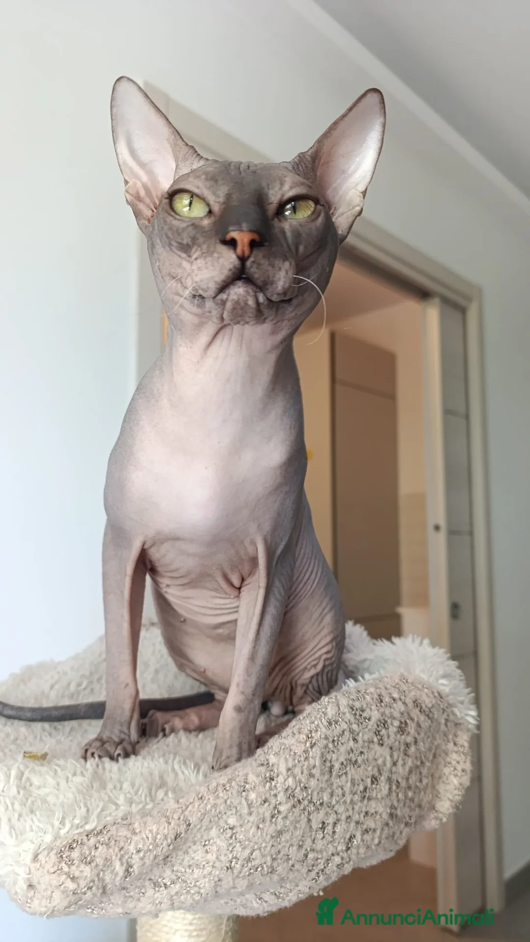 Sphynx gatti per accoppiamento: Maschio. Da accoppiamento.  a Provincia di Grosseto - Annuncio 1