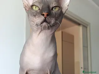 Sphynx gatti Maschio. Da accoppiamento. - Annuncio 1