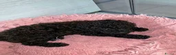 Barboncino cani in vendita: Cucciola di Barboncino Nano Nera - Annuncio 4