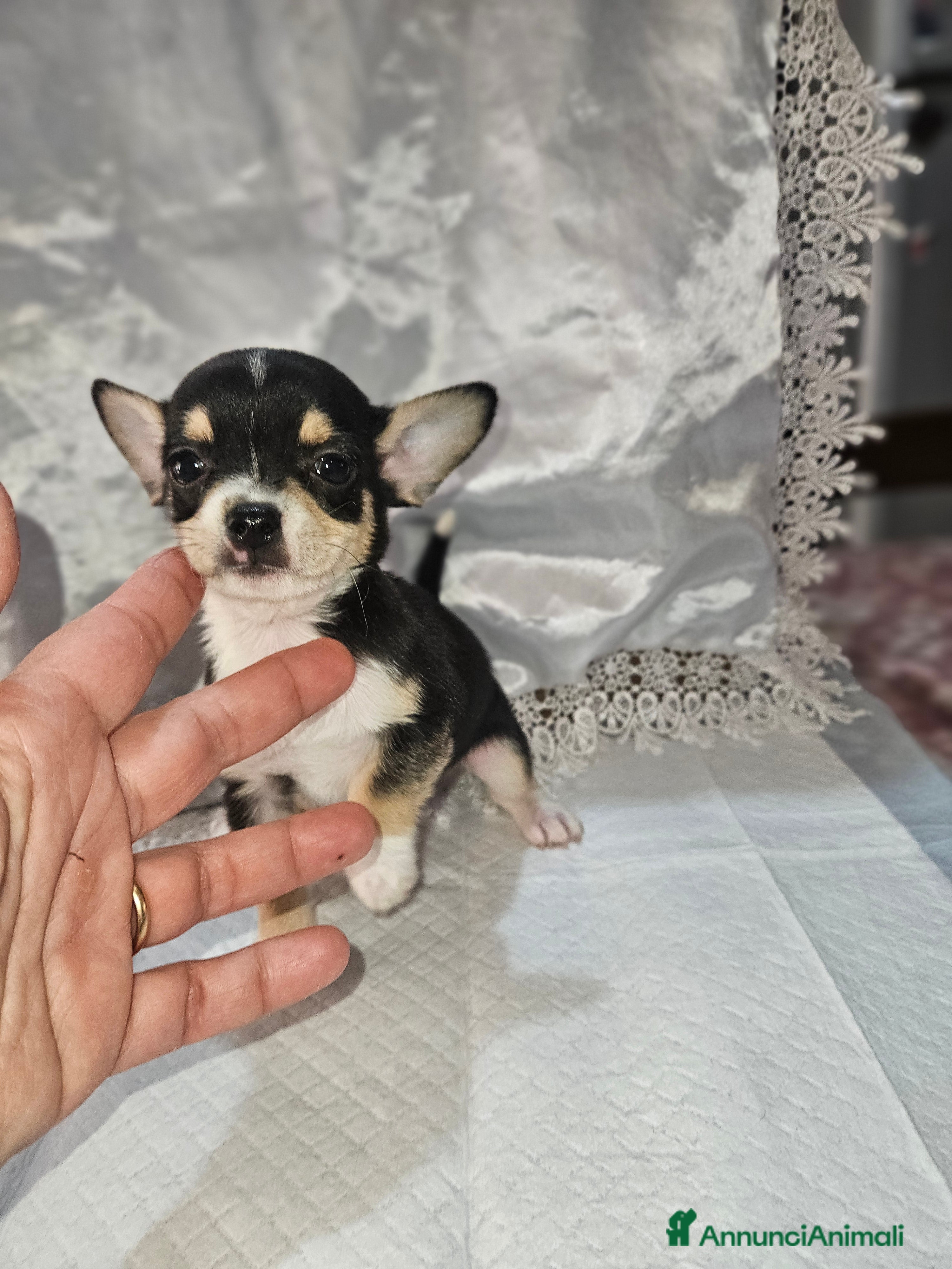 Chihuahua cani Chihuahua toy mini - Annuncio 1