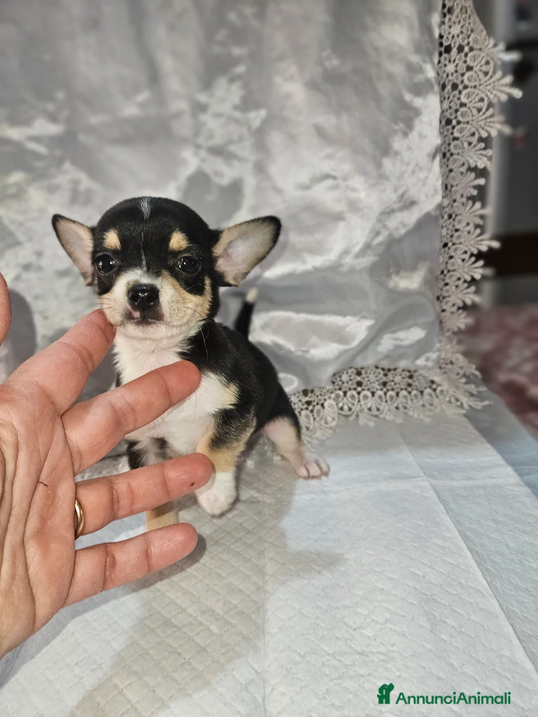 Chihuahua cani in vendita: Chihuahua toy mini - Annuncio 1