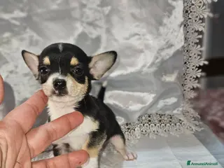 Chihuahua cani Chihuahua toy mini - Annuncio 1