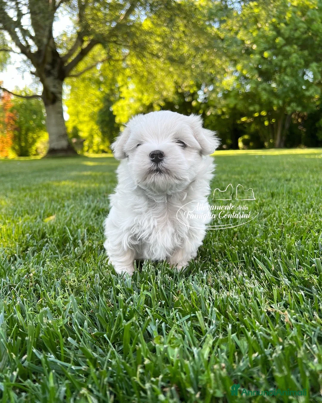 Maltese cani in vendita: Maltesi cuccioli a Città metropolitana di Milano - Annuncio 2
