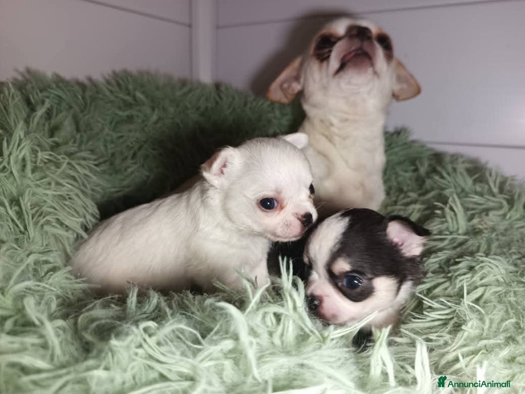 Chihuahua cani in vendita: Due piccoli Chihuahua, nati il 30 settembre 2025 - Annuncio 6