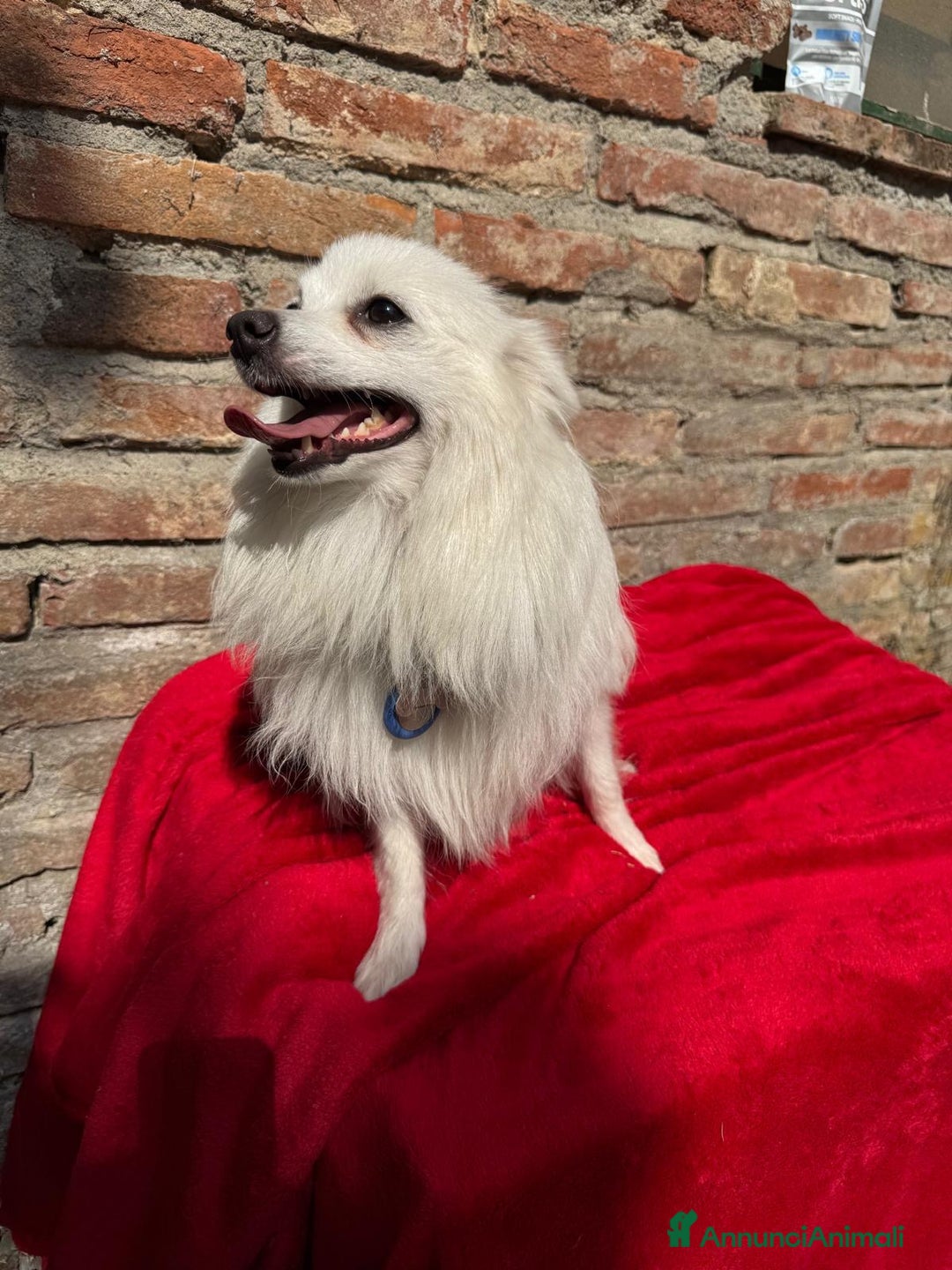 Volpino Italiano cani in vendita: Volpino italiano  a Provincia di Lucca - Immagine 7