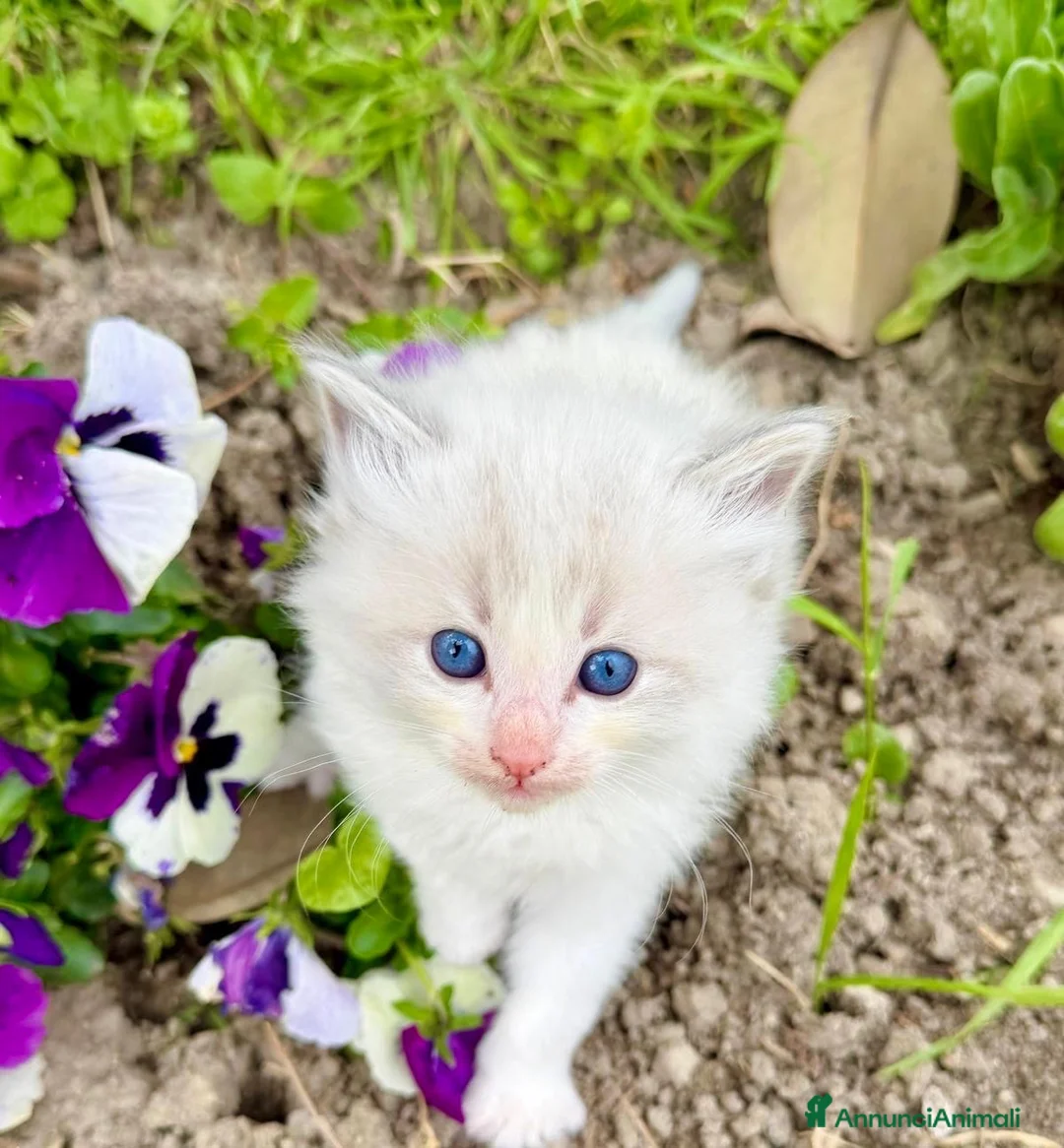 Ragdoll gatti in vendita: cuccioli di ragdoll - Annuncio 2