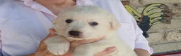 Meticcio cani in regalo: SASHA CERCA UNA CASA E UNA FAMIGLIA PER LA VITA - Annuncio 4
