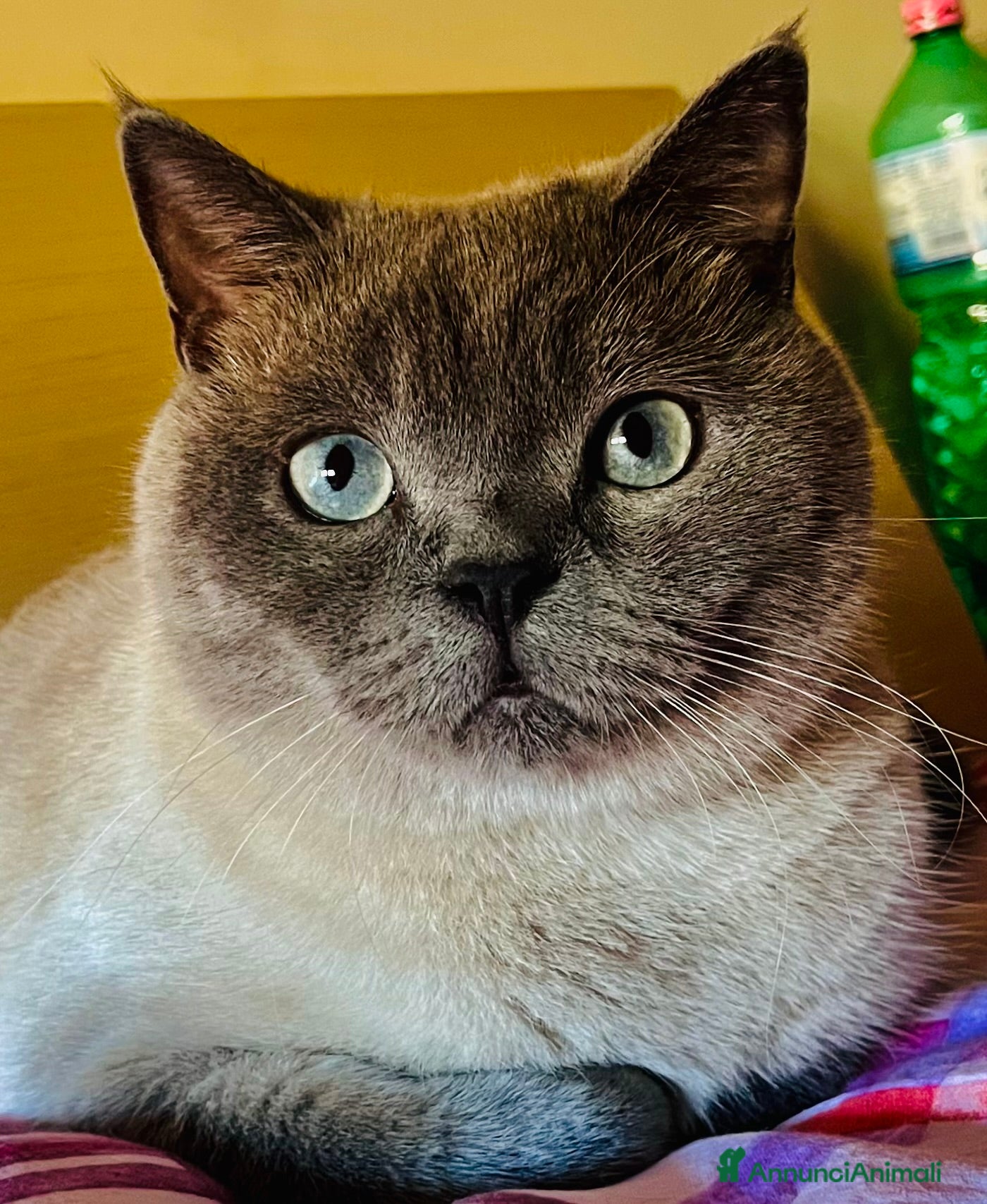 Scottish gatti Maschio per monta  - Annuncio 2