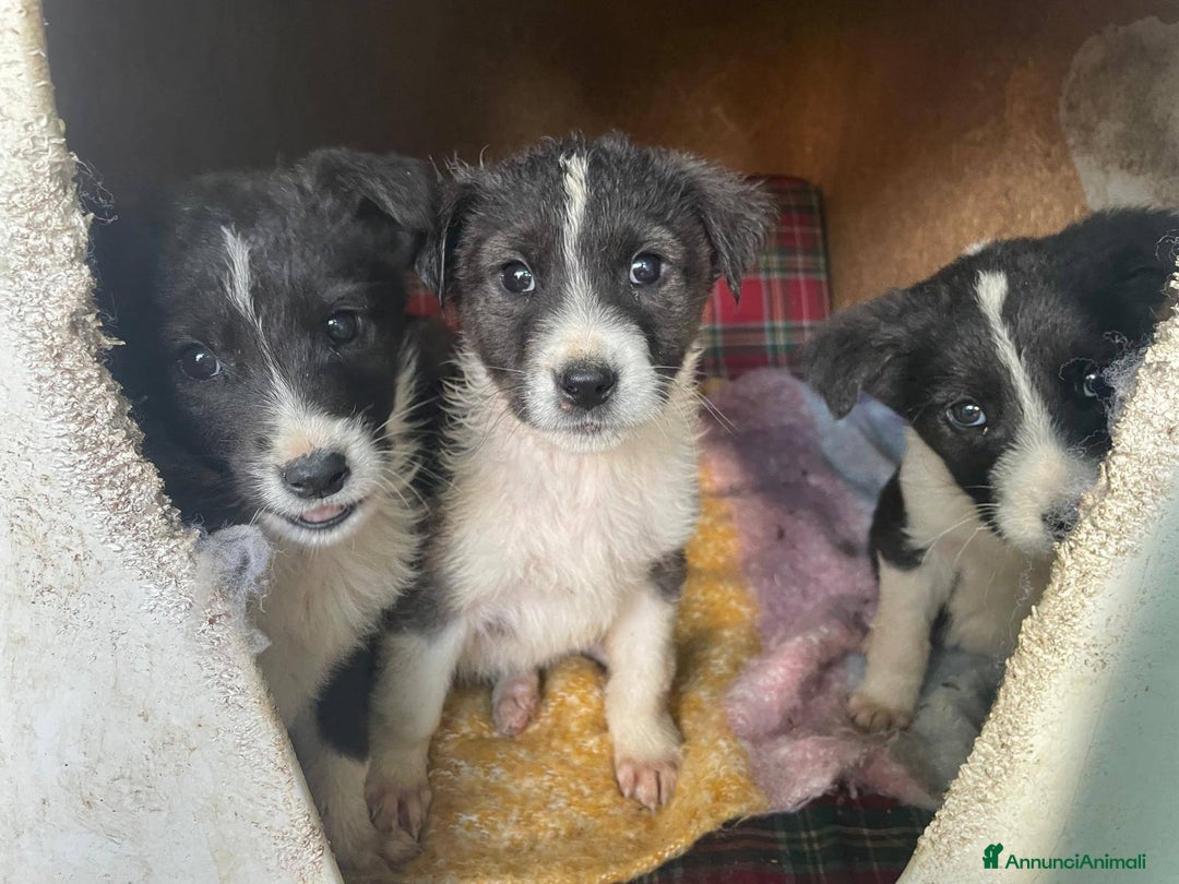 Meticcio cani in regalo: 4 cucciolotti meravigliosi cercano casa - Annuncio 22