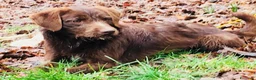 Meticcio cani in regalo: Dolcissimo cagnolino! Taglia medio piccola  - Annuncio 5