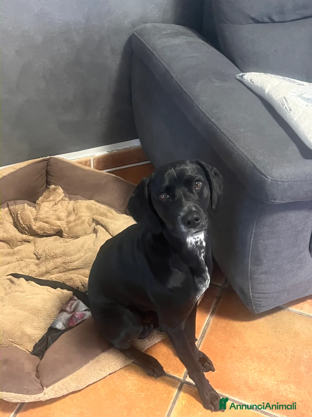 Meticcio cani in regalo: Cane meticcio bracco  - Annuncio 3