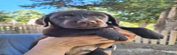 Labrador cani in vendita: Cuccioli Labrador cioccolato  a Città Metropolitana di Bologna - Annuncio 5
