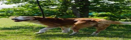 Meticcio cani in regalo: ARISTIDE - Annuncio 1